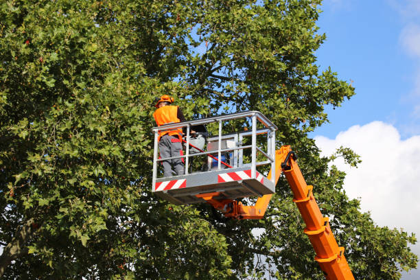 The Steps Involved in Our Tree Care Process in Miramar Beach, FL